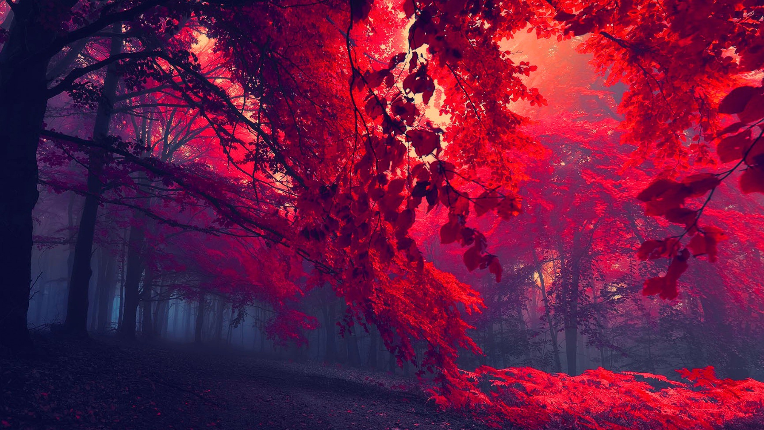 Download Beautiful Red Forest Wallpaper in 2560x1440 Resolution
