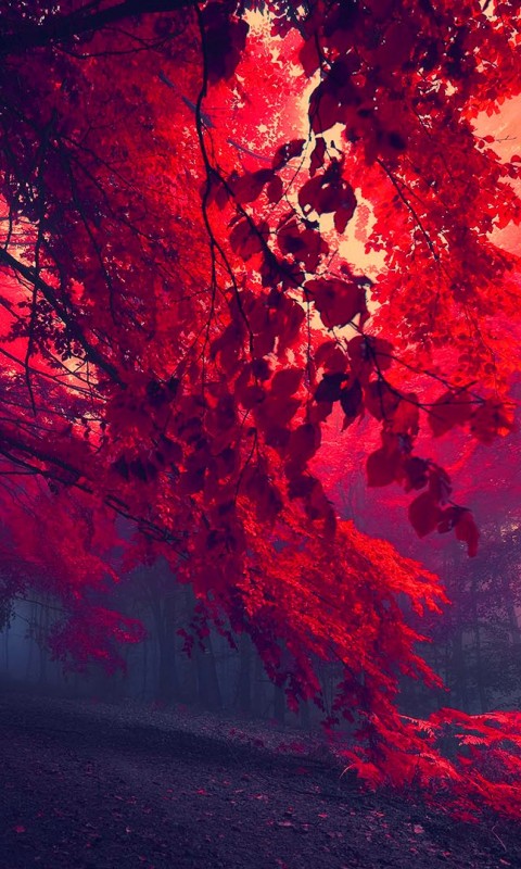 Download Beautiful Red Forest Wallpaper in 480x800 Resolution