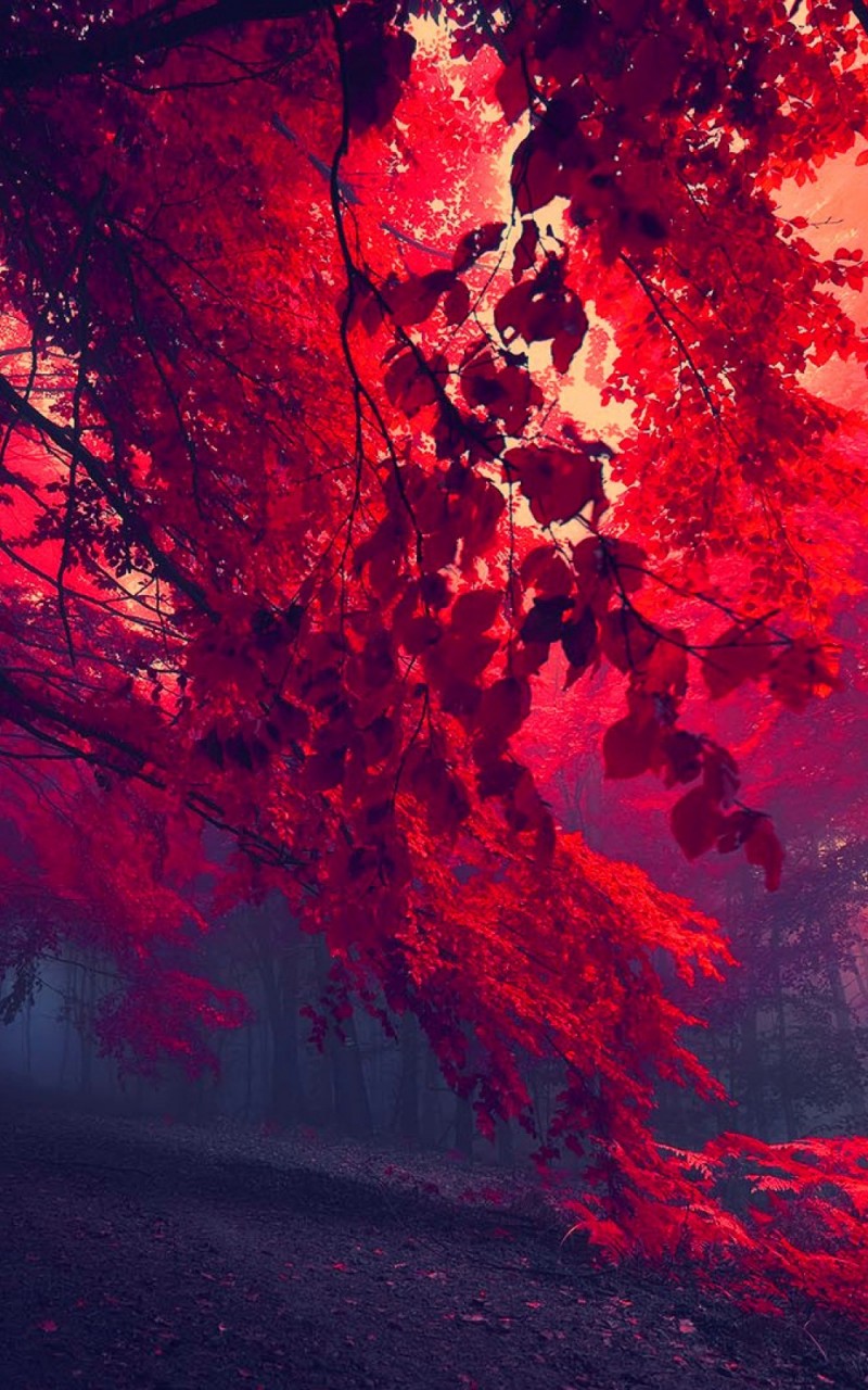 Download Beautiful Red Forest Wallpaper in 800x1280 Resolution