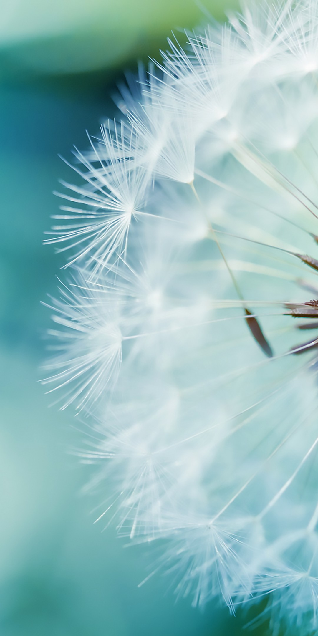 Download Blue Dandelion Wallpaper in 1080x2160 Resolution