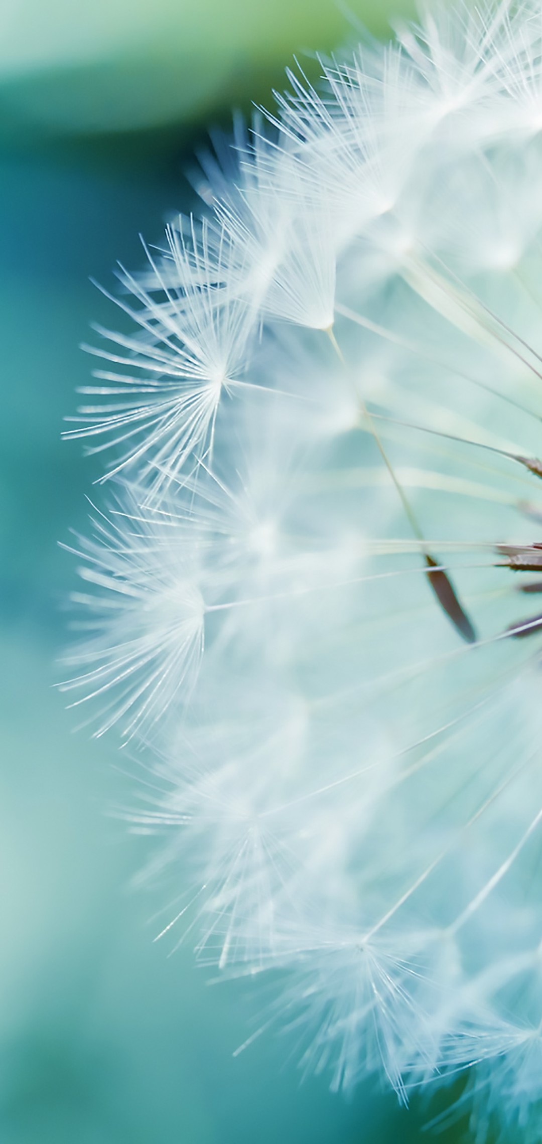 Download Blue Dandelion Wallpaper in 1080x2280 Resolution