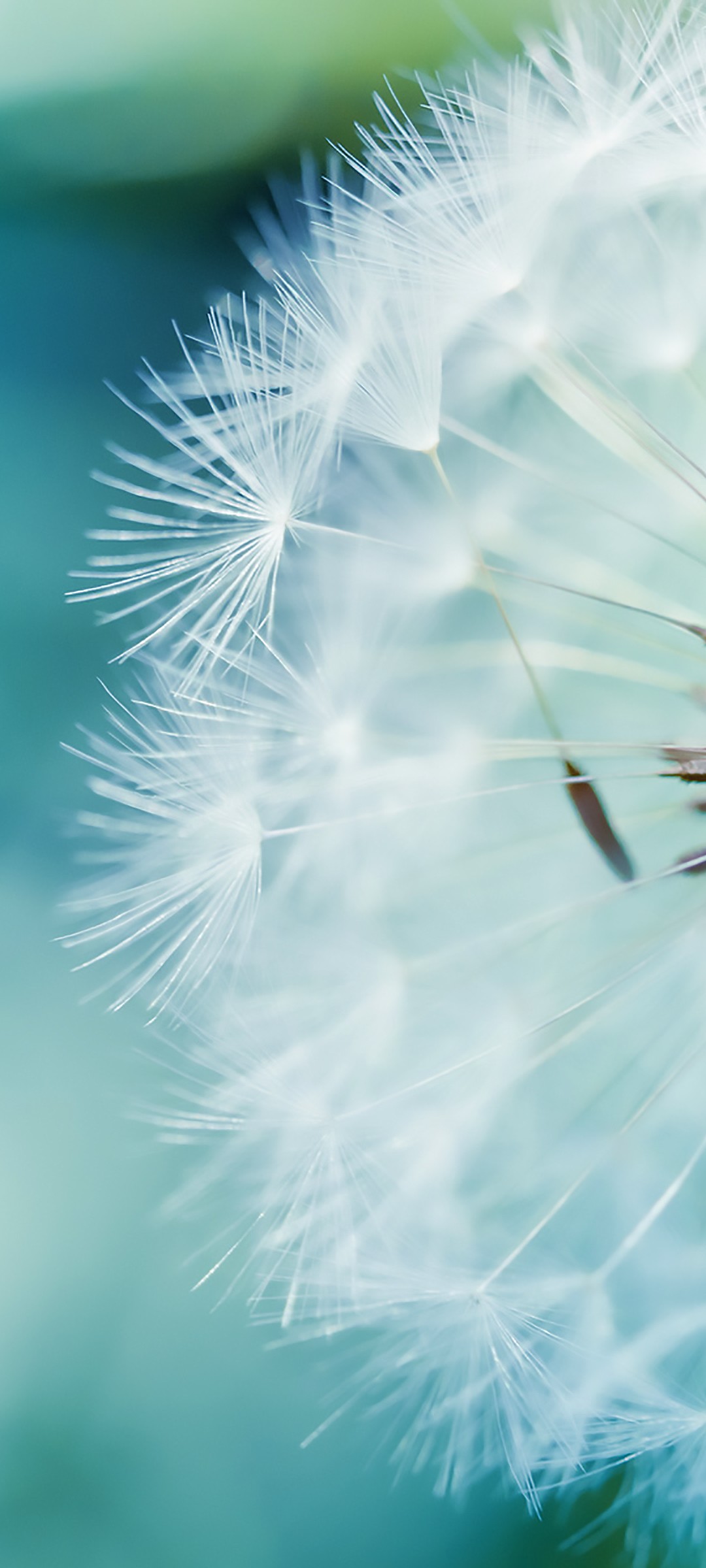 Download Blue Dandelion Wallpaper in 1080x2400 Resolution