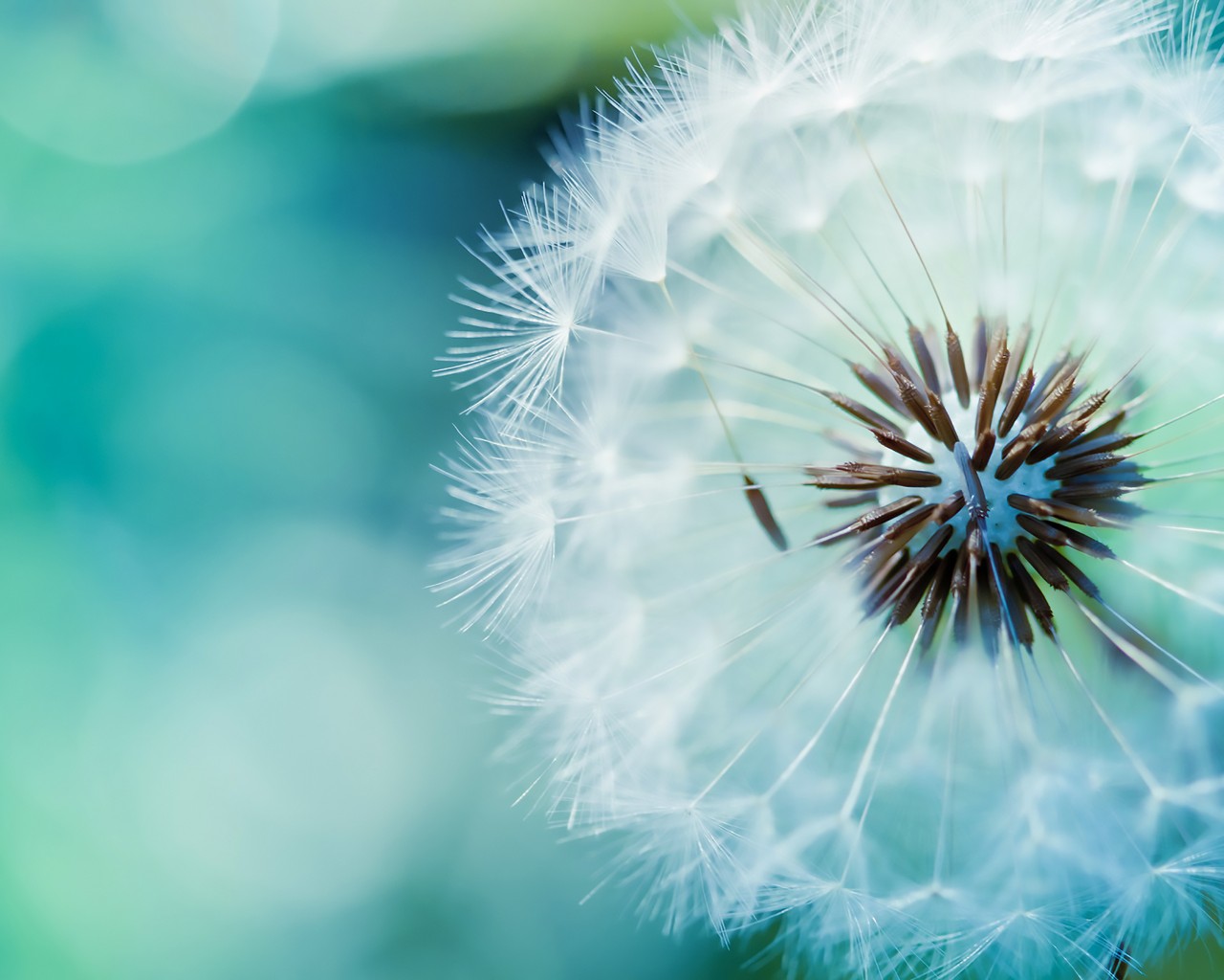 Download Blue Dandelion Wallpaper in 1280x1024 Resolution