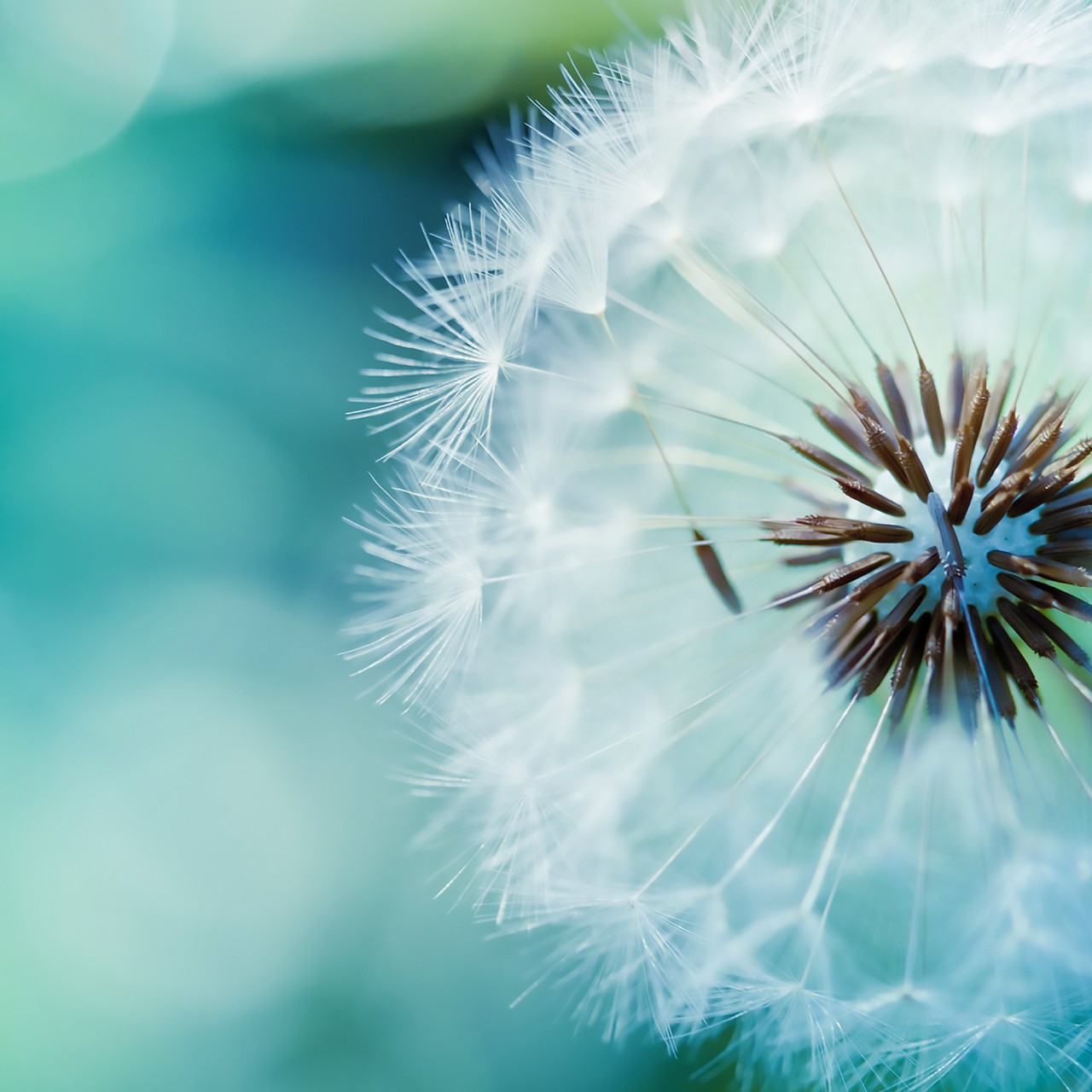 Download Blue Dandelion Wallpaper in 1280x1280 Resolution