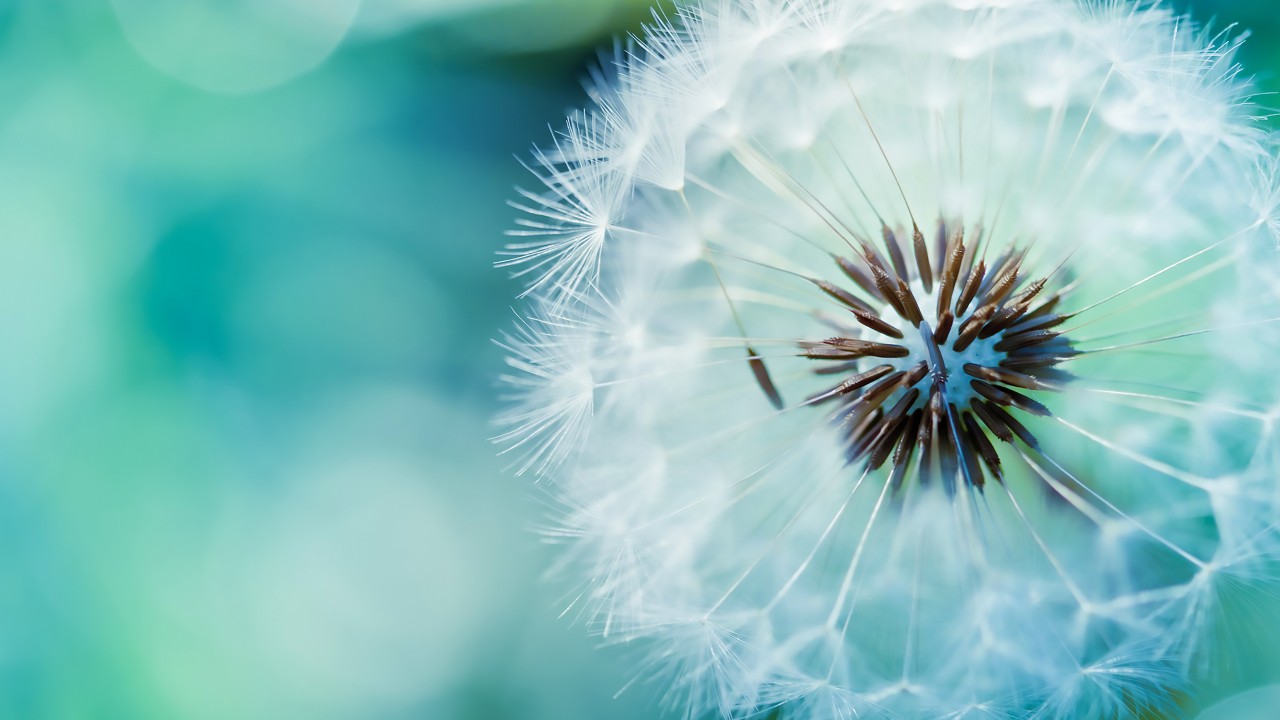 Download Blue Dandelion Wallpaper in 1280x720 Resolution