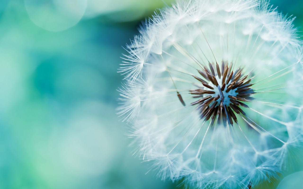 Download Blue Dandelion Wallpaper in 1280x800 Resolution