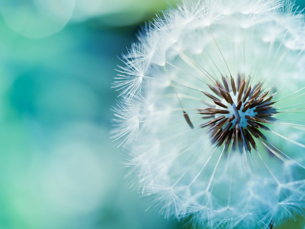 Download Blue Dandelion Wallpaper in 1280x960 Resolution