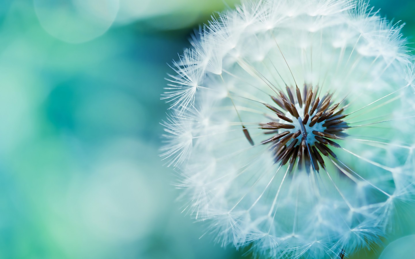 Download Blue Dandelion Wallpaper in 1440x900 Resolution