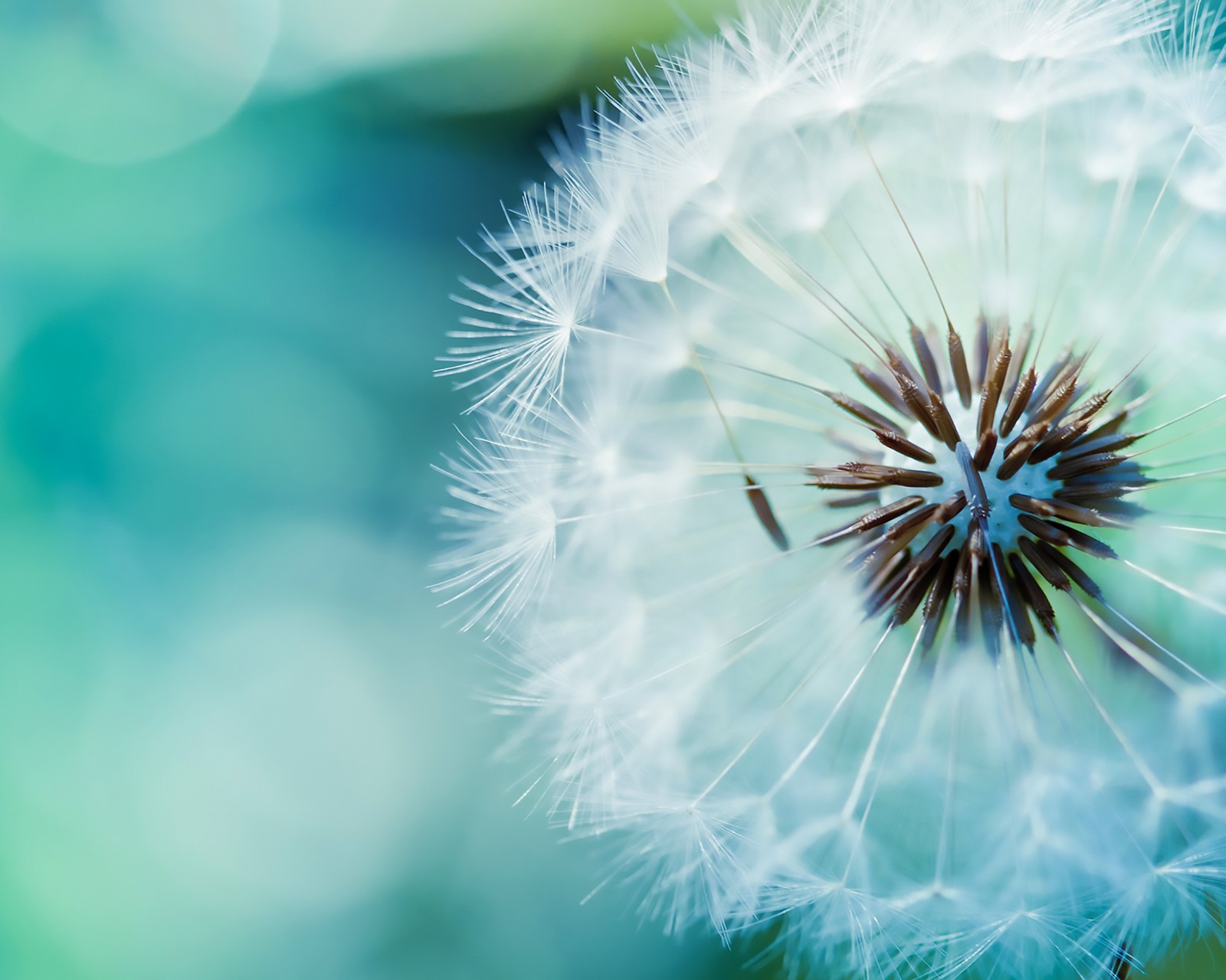 Download Blue Dandelion Wallpaper in 1600x1280 Resolution