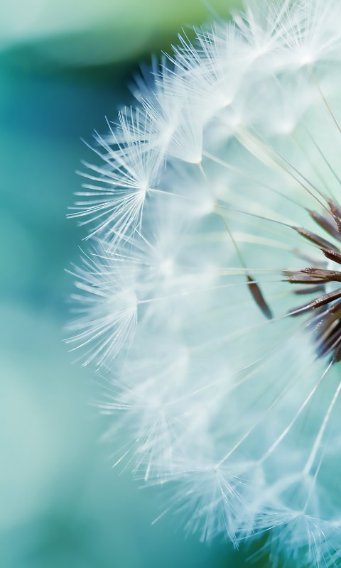 Download Blue Dandelion Wallpaper in 480x800 Resolution