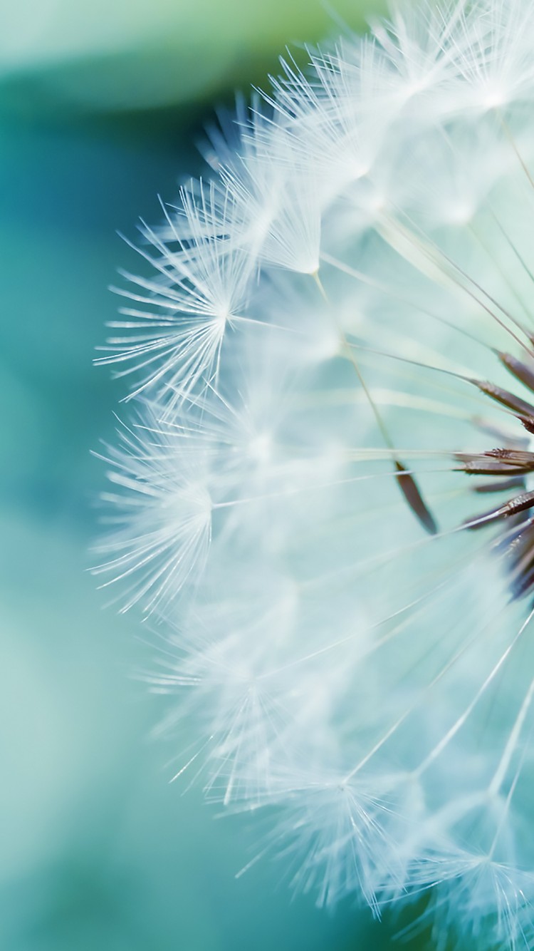 Download Blue Dandelion Wallpaper in 750x1334 Resolution