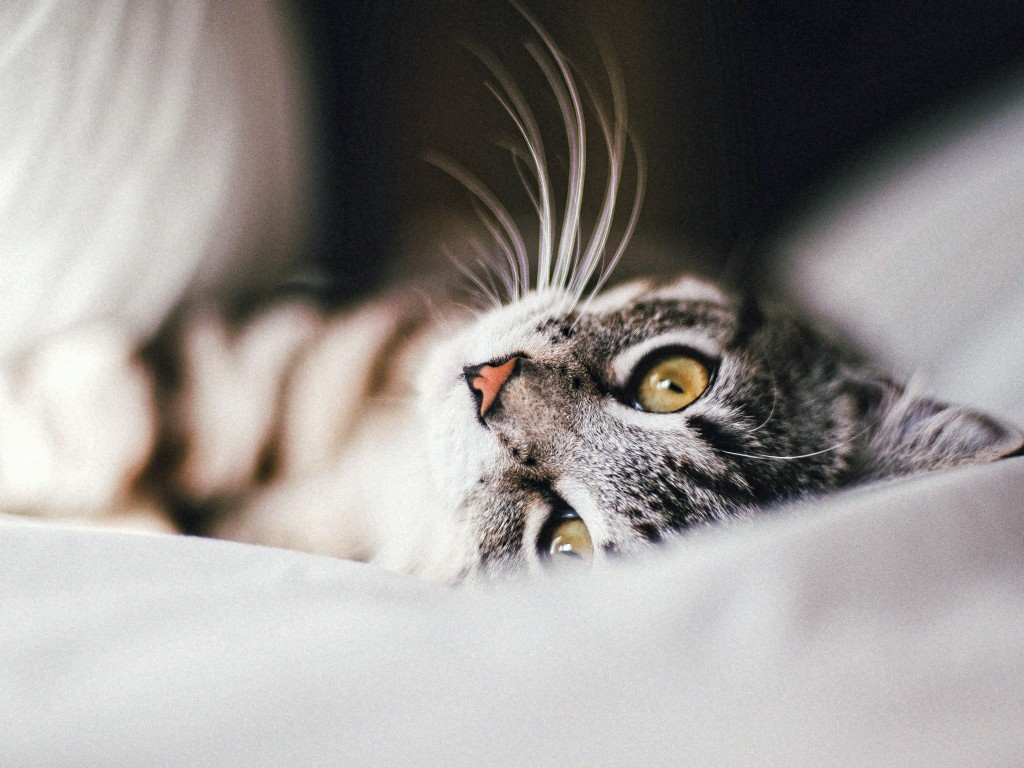 Download Gray Cat Wallpaper in 1024x768 Resolution