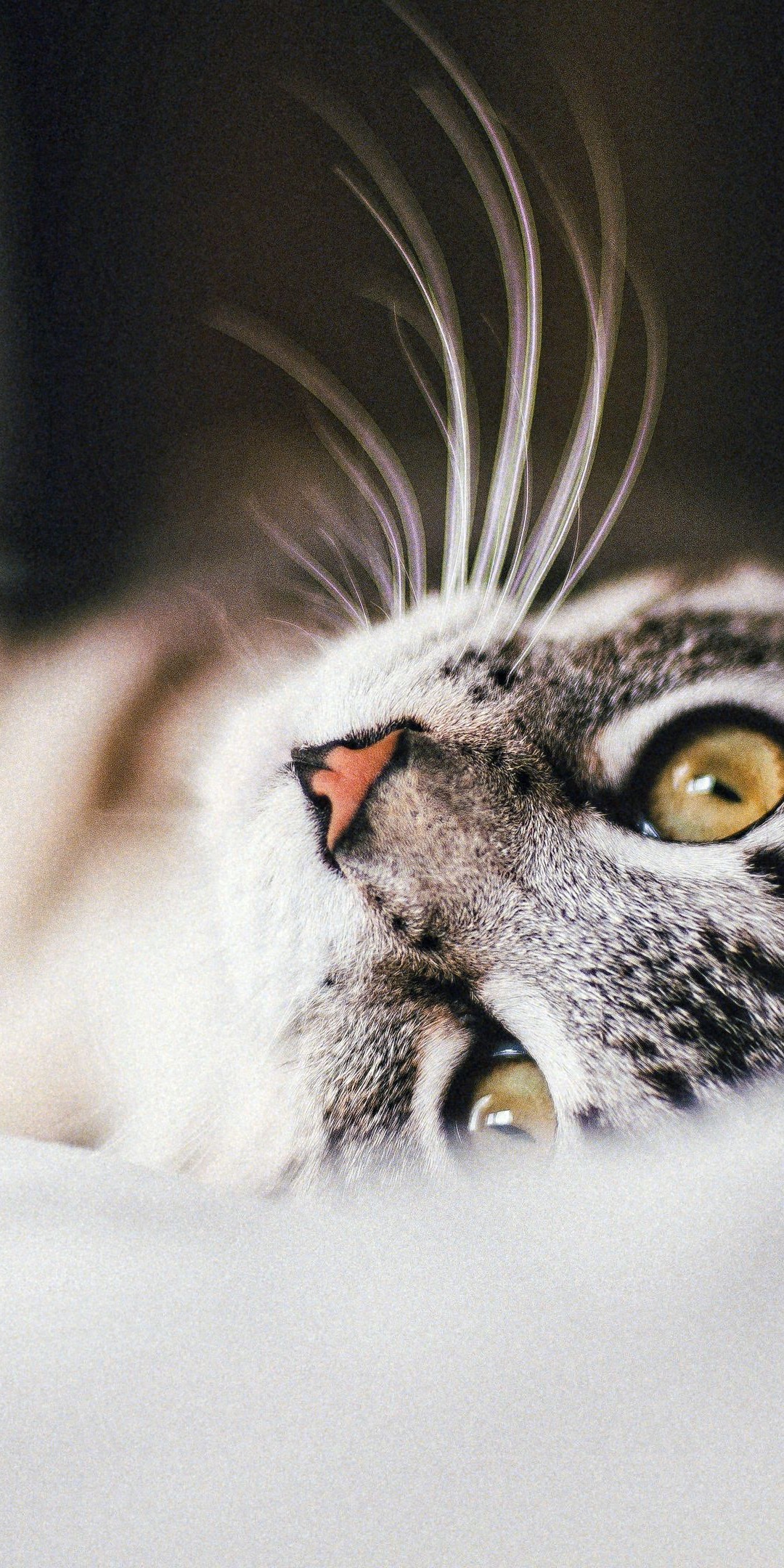 Download Gray Cat Wallpaper in 1080x2160 Resolution