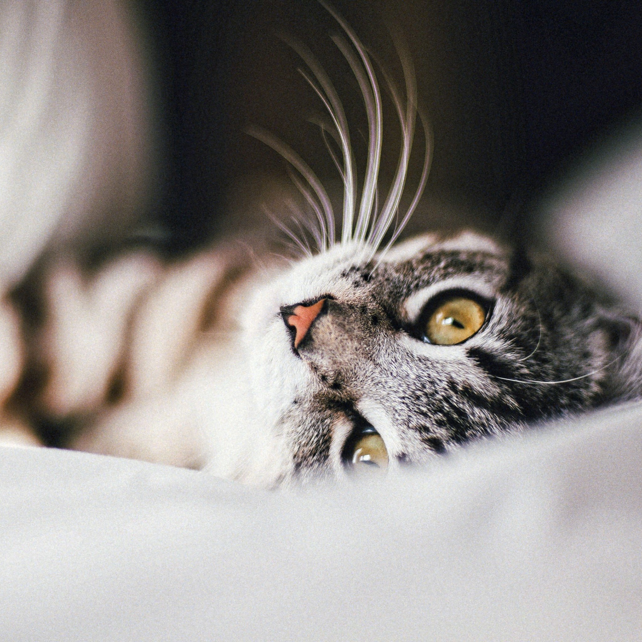 Download Gray Cat Wallpaper in 2048x2048 Resolution
