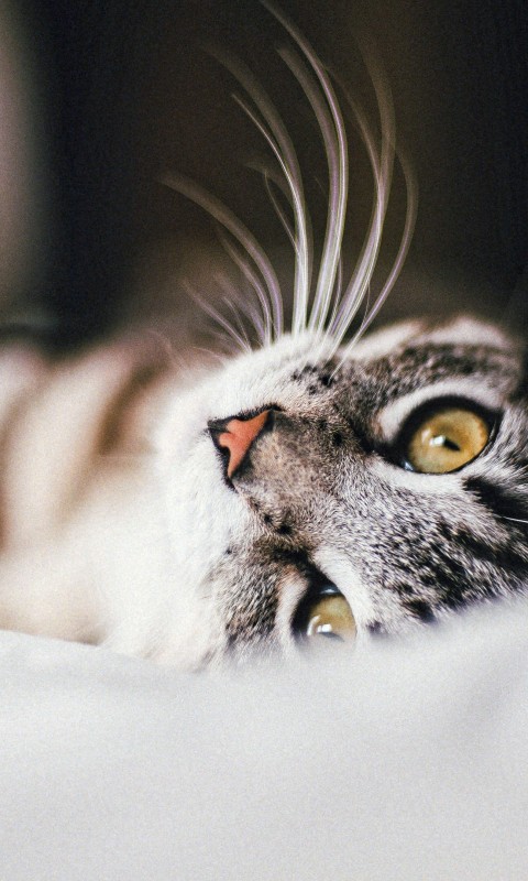 Download Gray Cat Wallpaper in 480x800 Resolution
