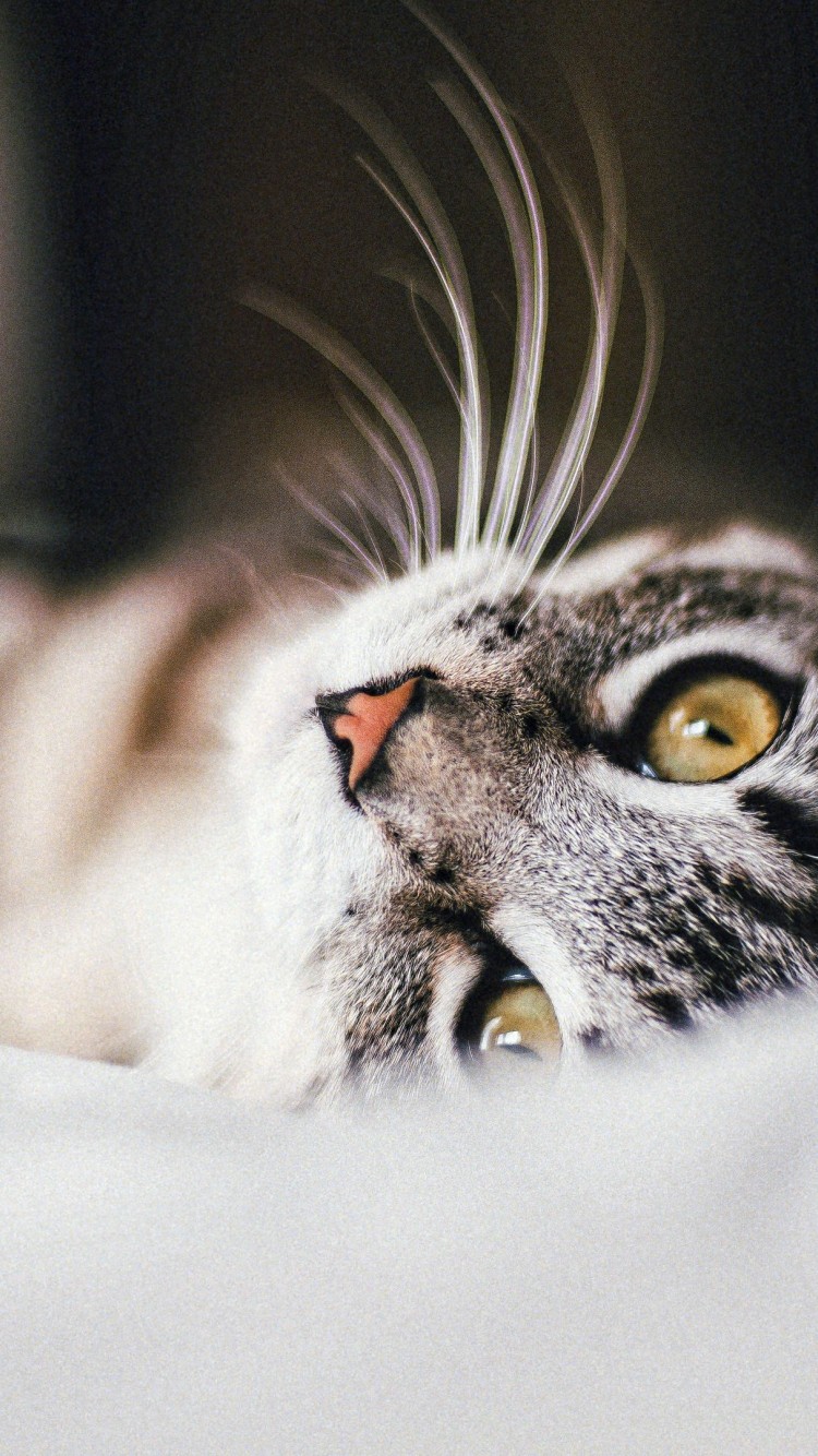 Download Gray Cat Wallpaper in 750x1334 Resolution