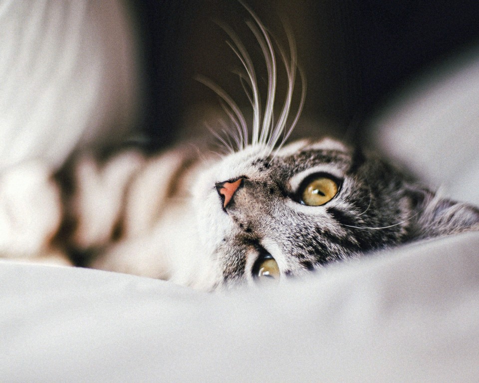 Download Gray Cat Wallpaper in 960x768 Resolution