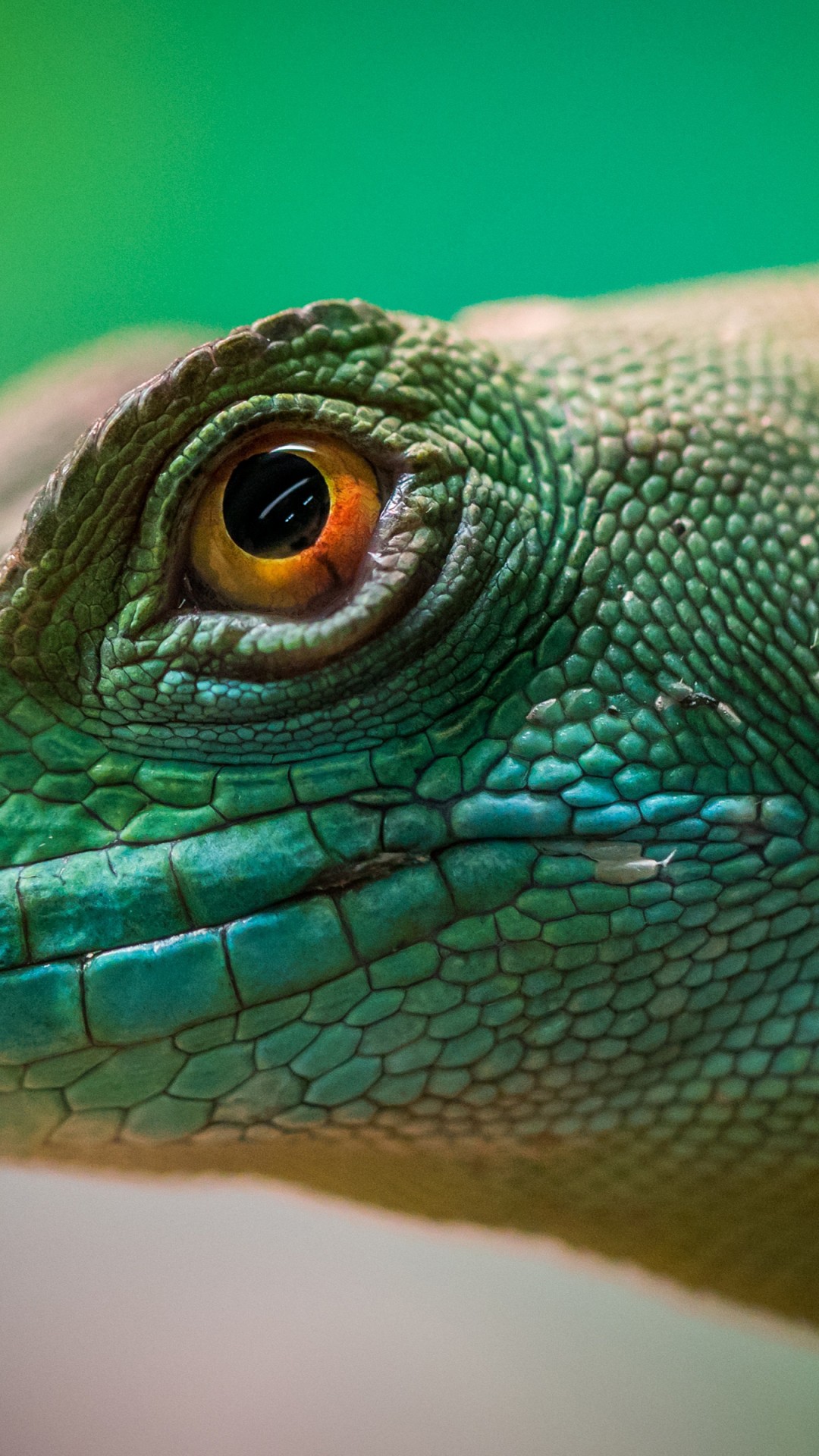 Download Lizard Reptile Yellow Eyes Wallpaper in 1080x1920 Resolution