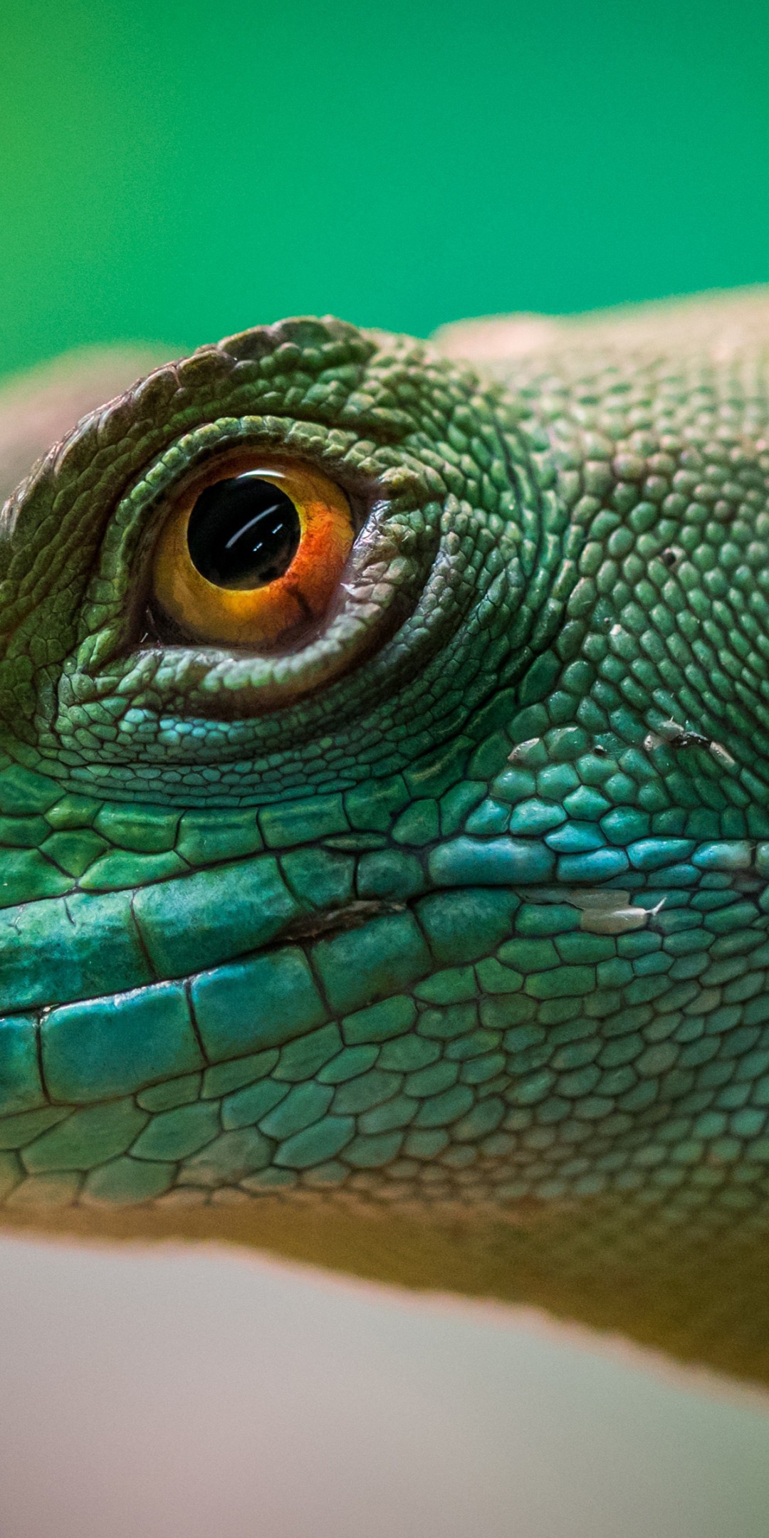 Download Lizard Reptile Yellow Eyes Wallpaper in 1080x2160 Resolution