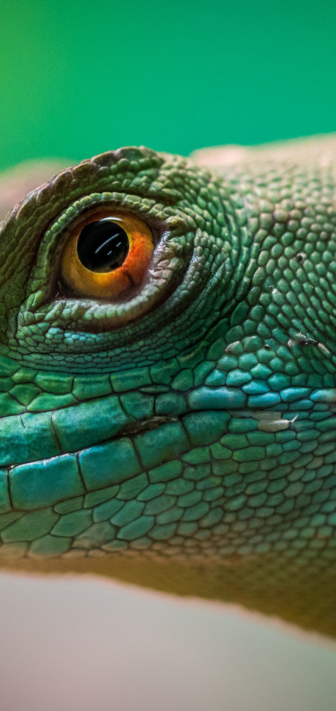 Download Lizard Reptile Yellow Eyes Wallpaper in 1080x2280 Resolution