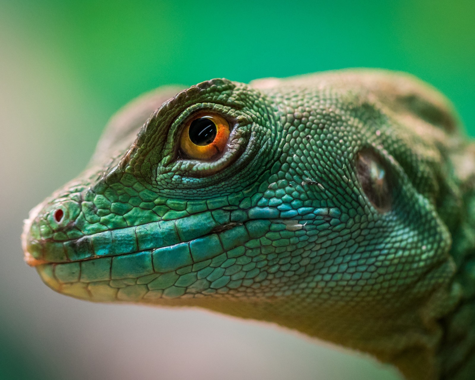 Download Lizard Reptile Yellow Eyes Wallpaper in 1600x1280 Resolution