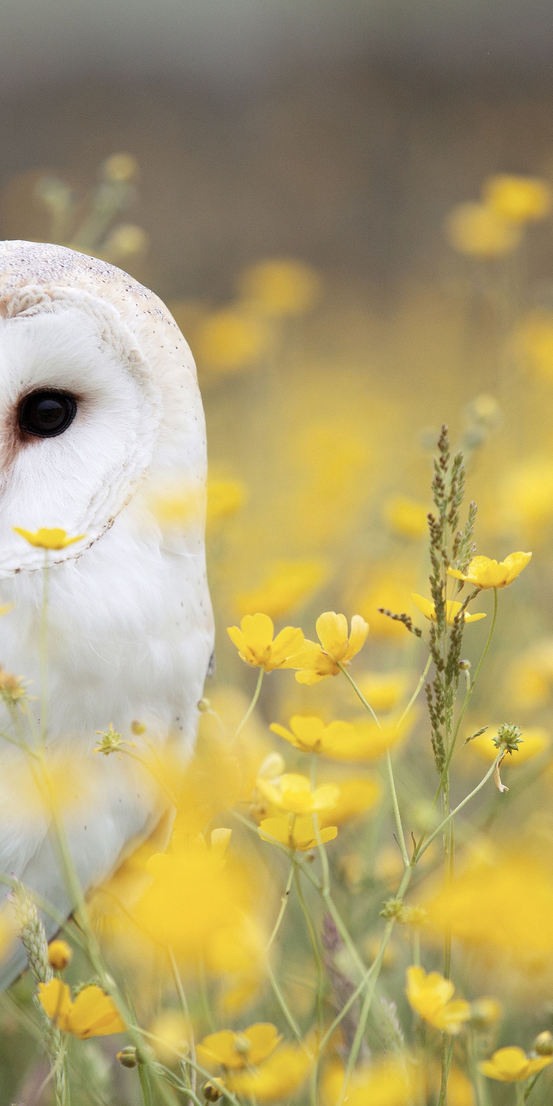 Download White Owl Yellow Flower Field Wallpaper in 1080x2160 Resolution