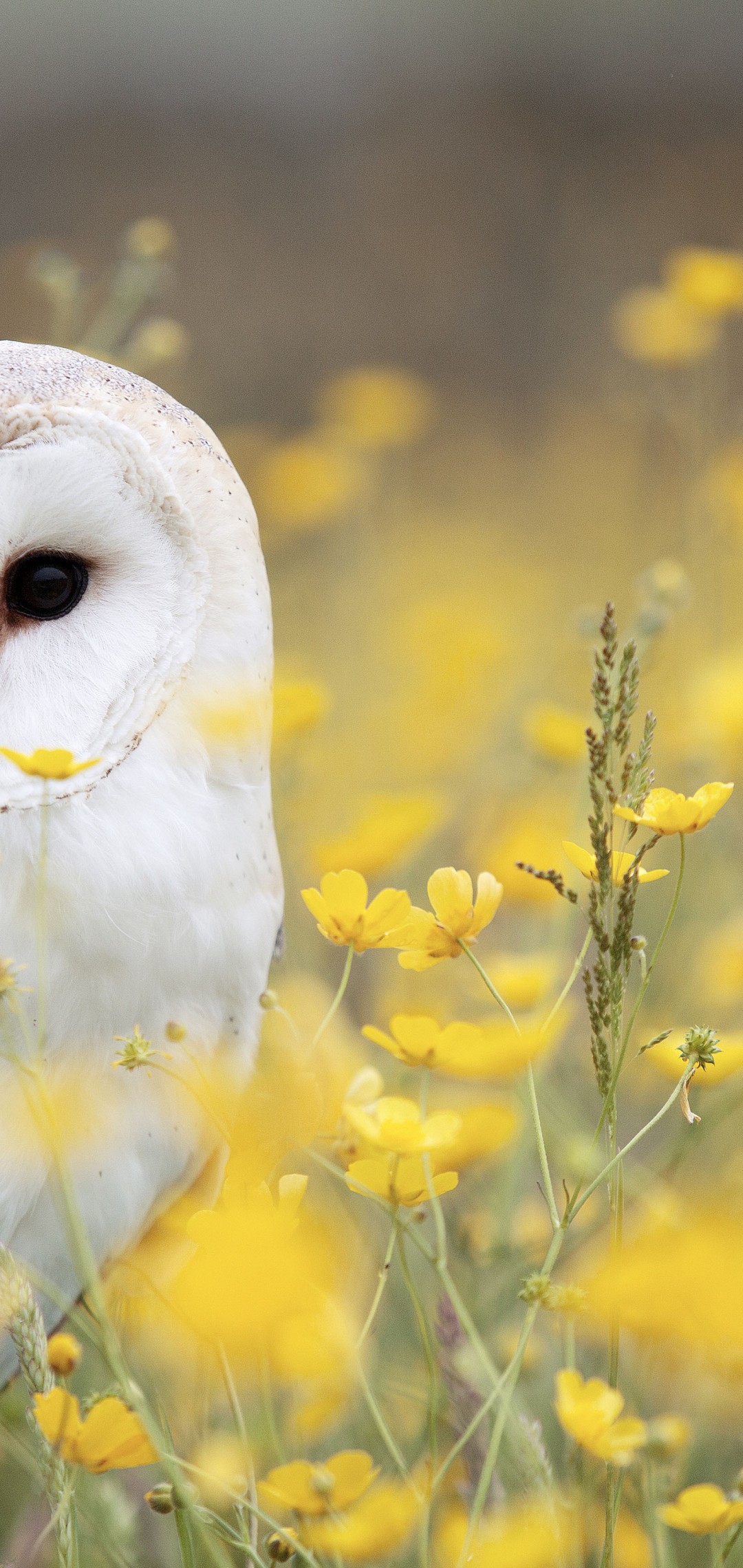 Download White Owl Yellow Flower Field Wallpaper in 1080x2280 Resolution