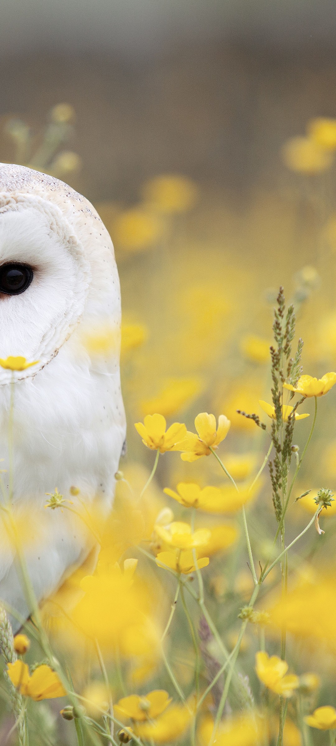 Download White Owl Yellow Flower Field Wallpaper in 1080x2400 Resolution