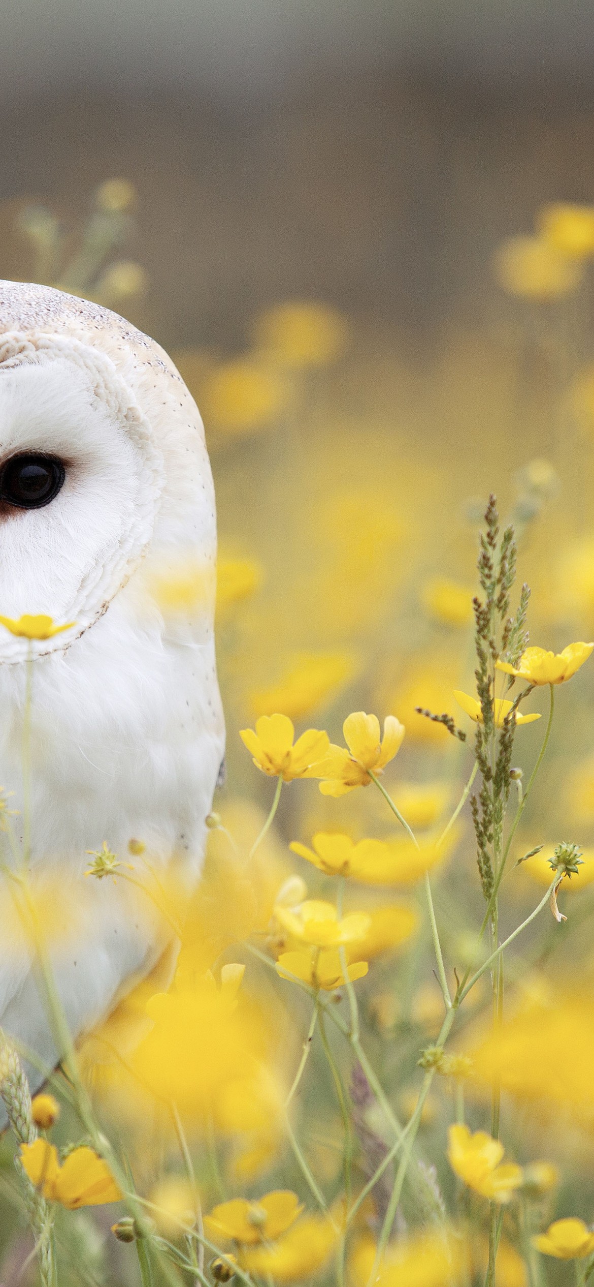 Download White Owl Yellow Flower Field Wallpaper in 1170x2532 Resolution