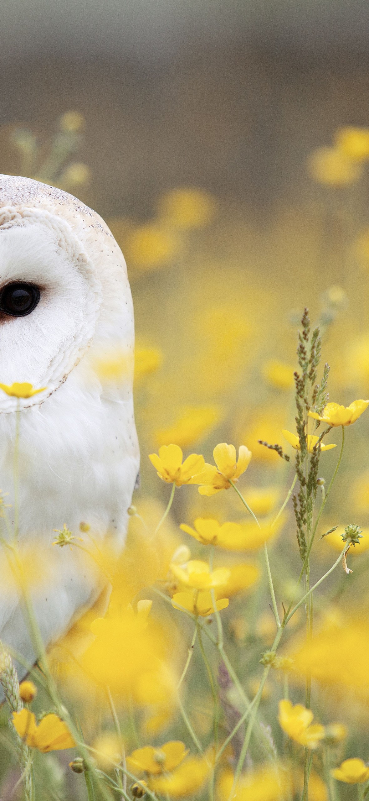 Download White Owl Yellow Flower Field Wallpaper in 1179x2556 Resolution