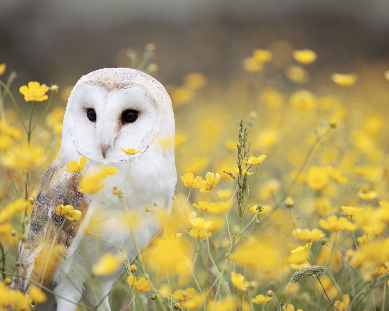 Download White Owl Yellow Flower Field Wallpaper in 1280x1024 Resolution