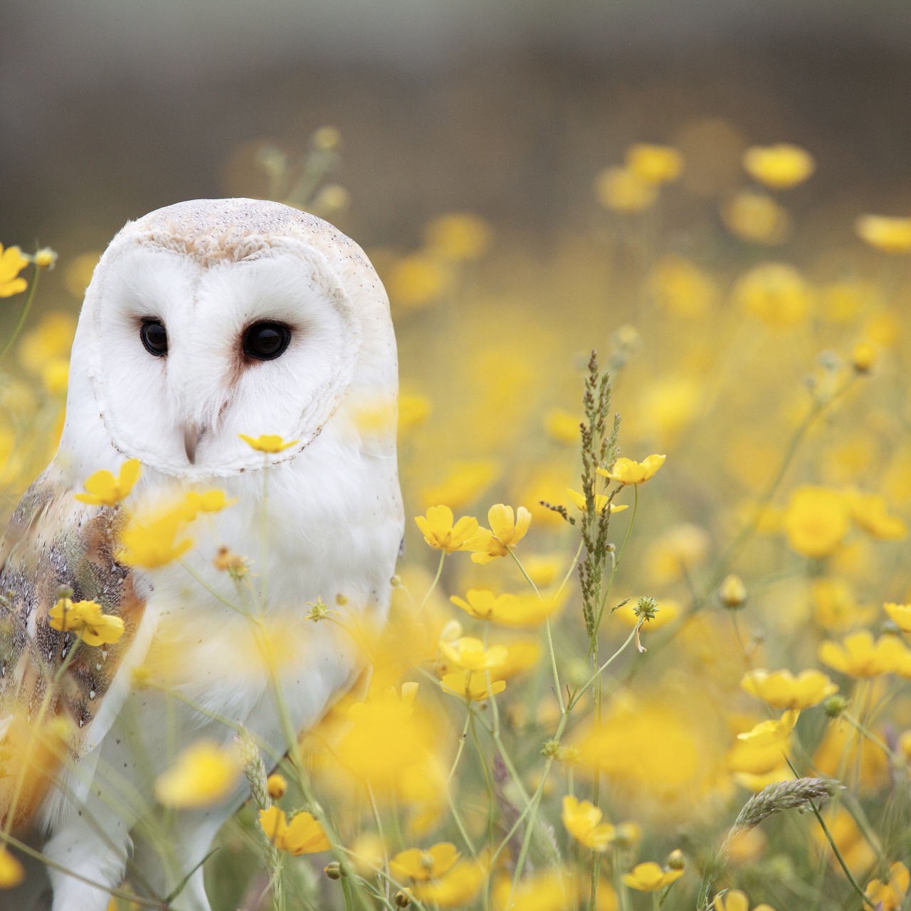Download White Owl Yellow Flower Field Wallpaper in 1280x1280 Resolution
