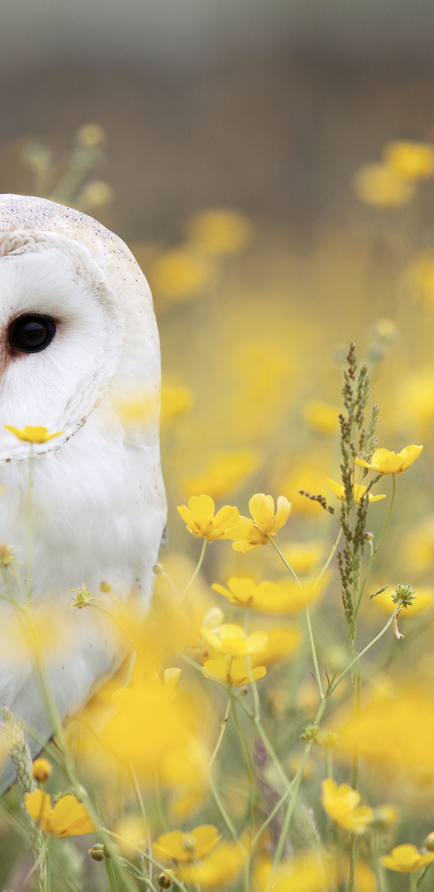 Download White Owl Yellow Flower Field Wallpaper in 1440x2960 Resolution
