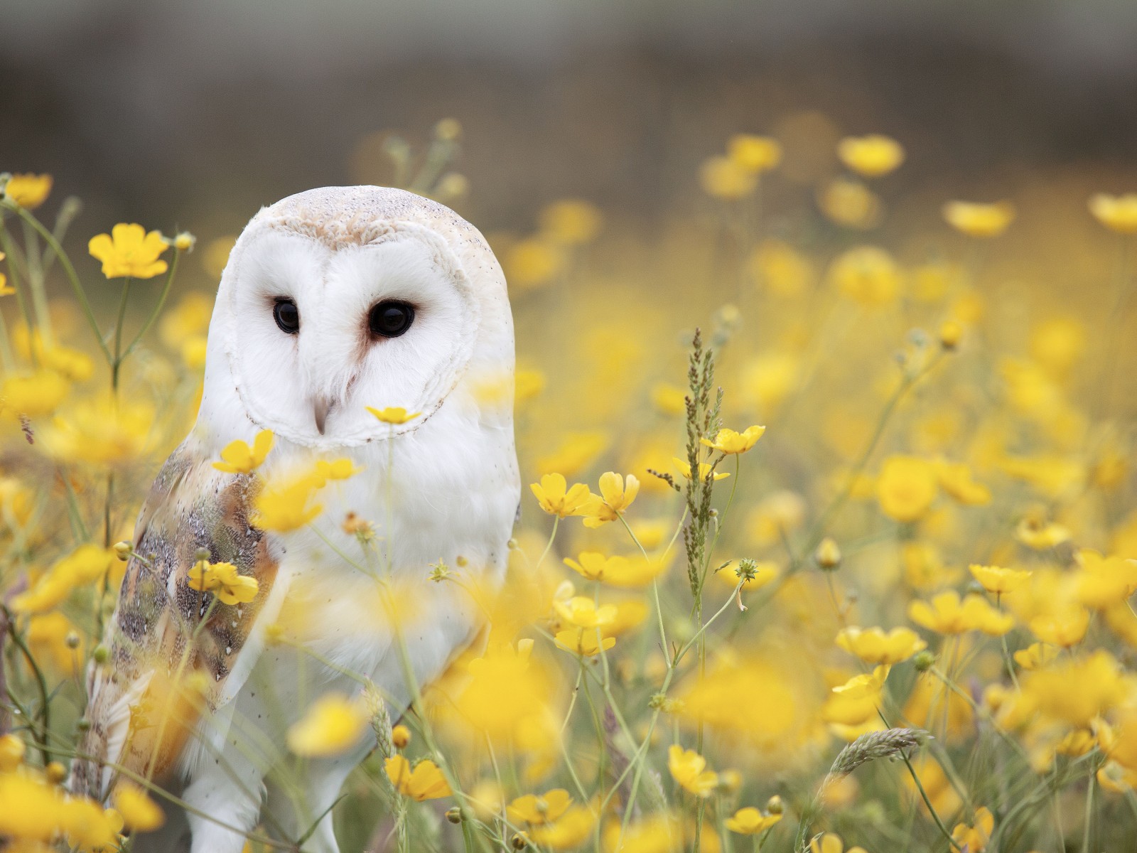 Download White Owl Yellow Flower Field Wallpaper in 1600x1200 Resolution