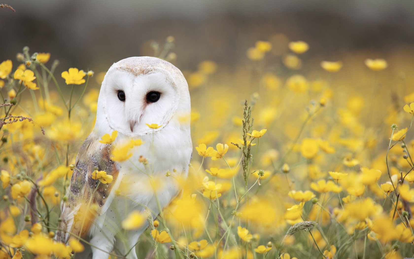 Download White Owl Yellow Flower Field Wallpaper in 1680x1050 Resolution