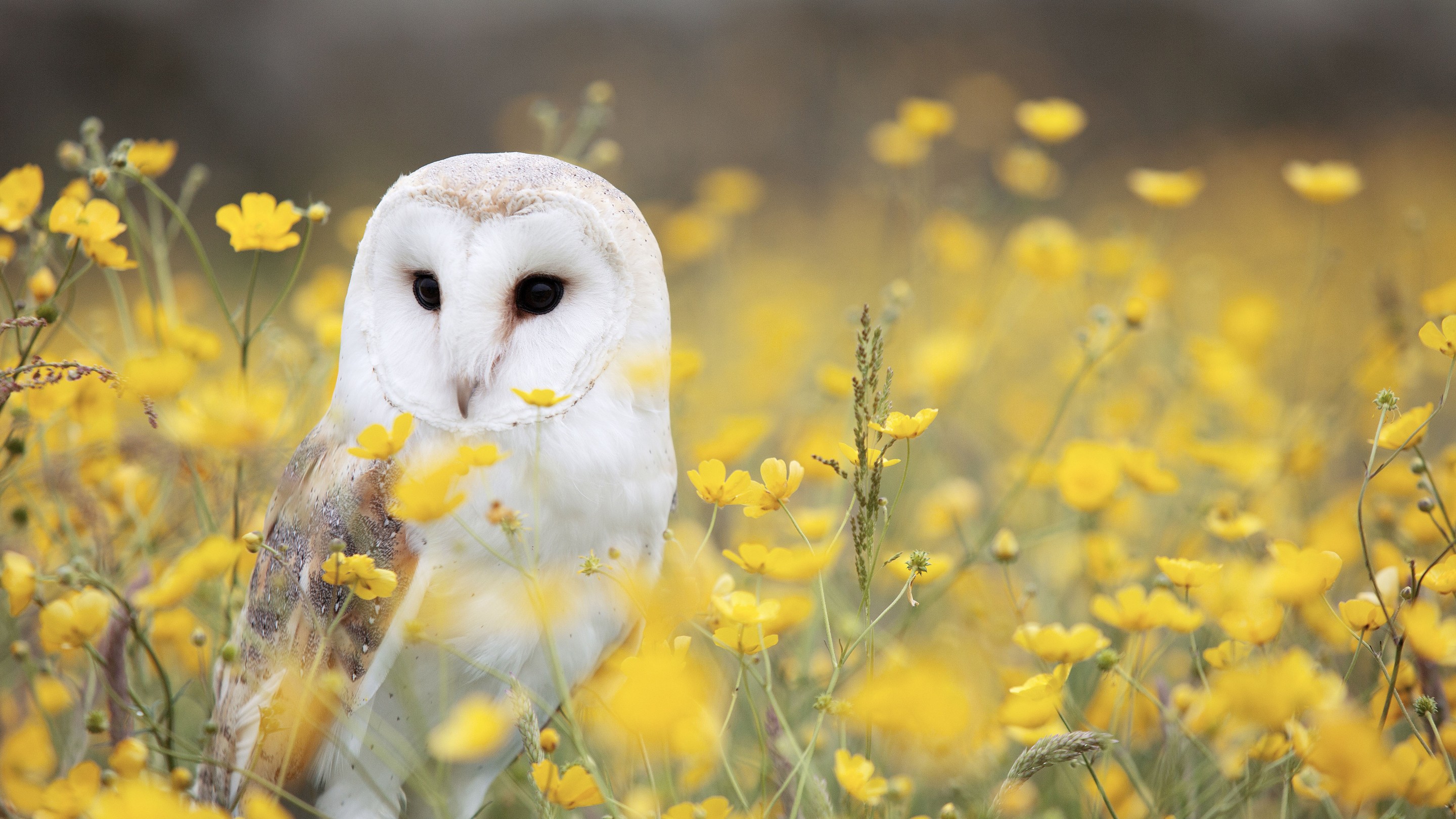 Download White Owl Yellow Flower Field Wallpaper in 2880x1620 Resolution