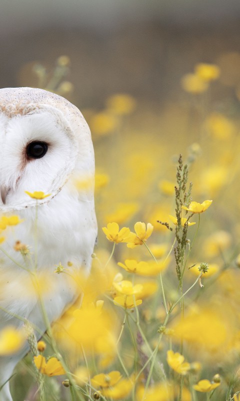 Download White Owl Yellow Flower Field Wallpaper in 480x800 Resolution