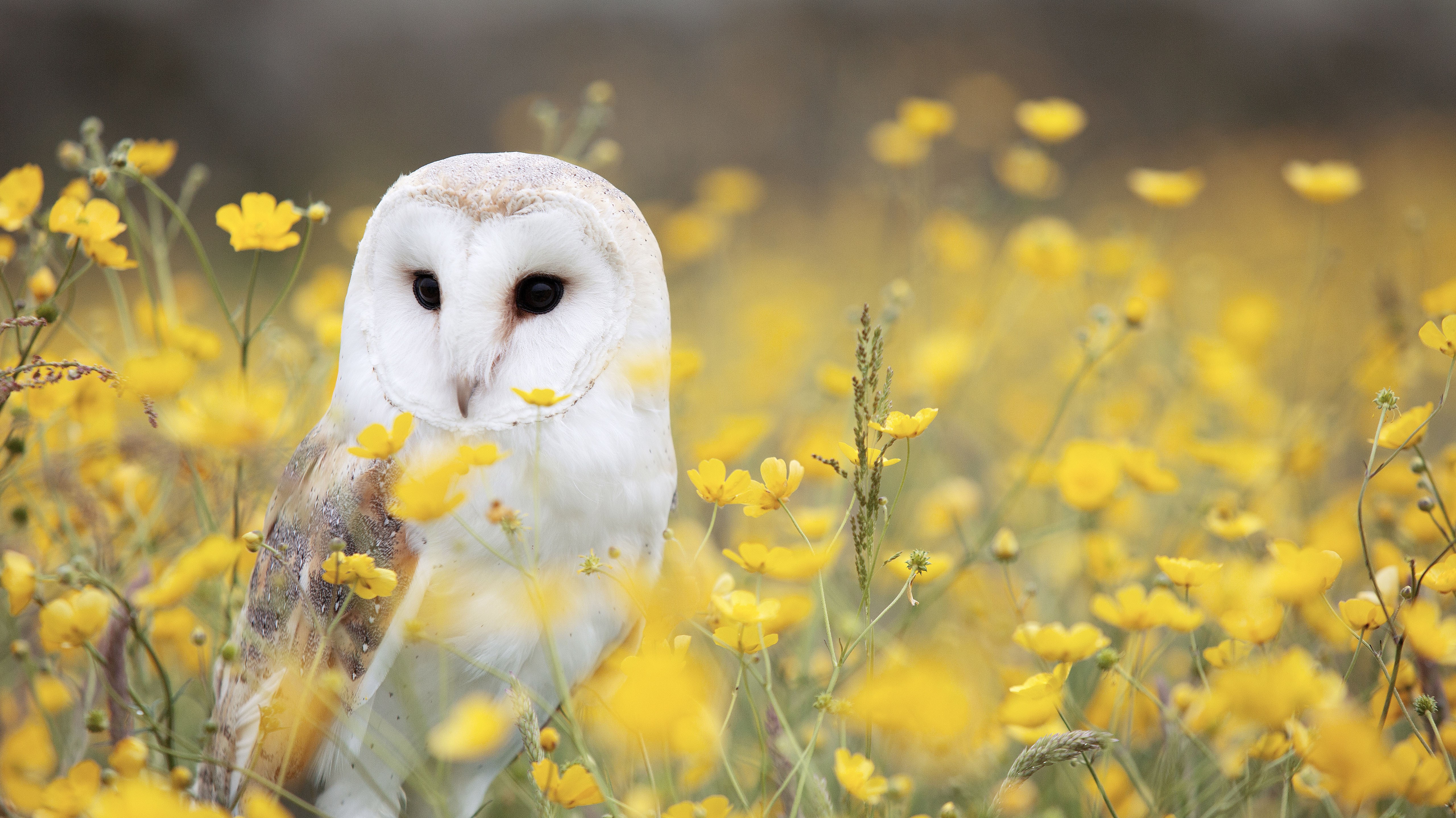 Download White Owl Yellow Flower Field Wallpaper in 5120x2880 Resolution