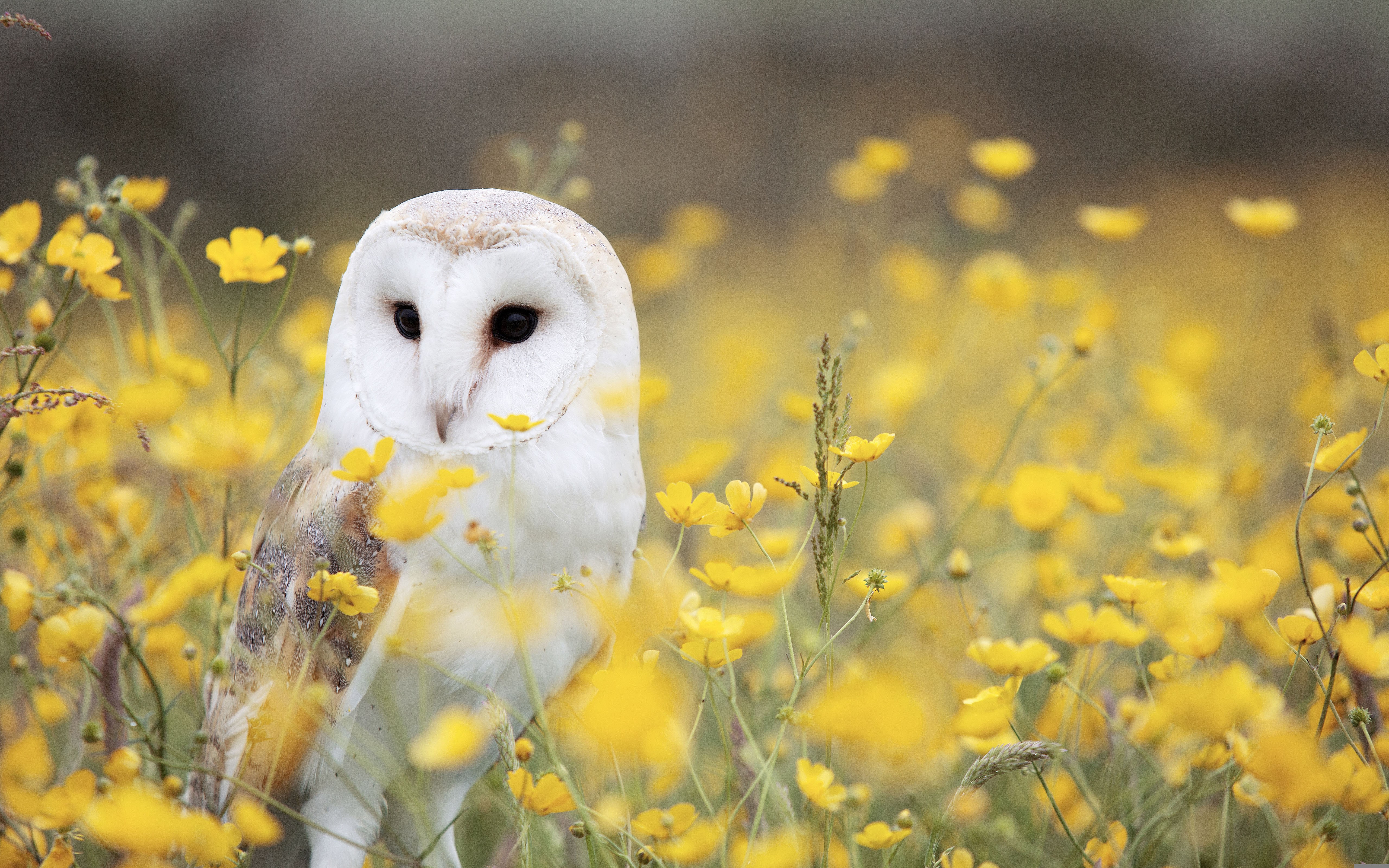 Download White Owl Yellow Flower Field Wallpaper in 5120x3200 Resolution