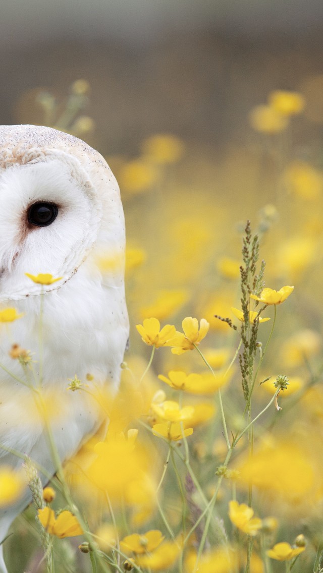 Download White Owl Yellow Flower Field Wallpaper in 640x1136 Resolution