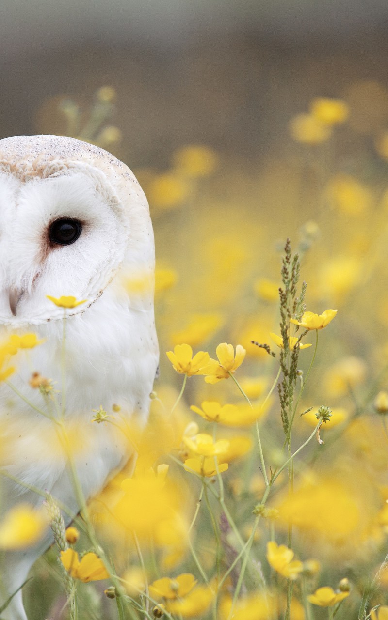 Download White Owl Yellow Flower Field Wallpaper in 800x1280 Resolution