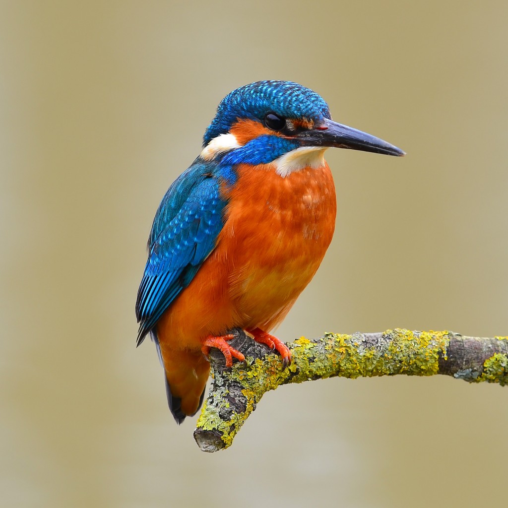 Download Blue Orange Kingfisher Bird Wallpaper in 1024x1024 Resolution