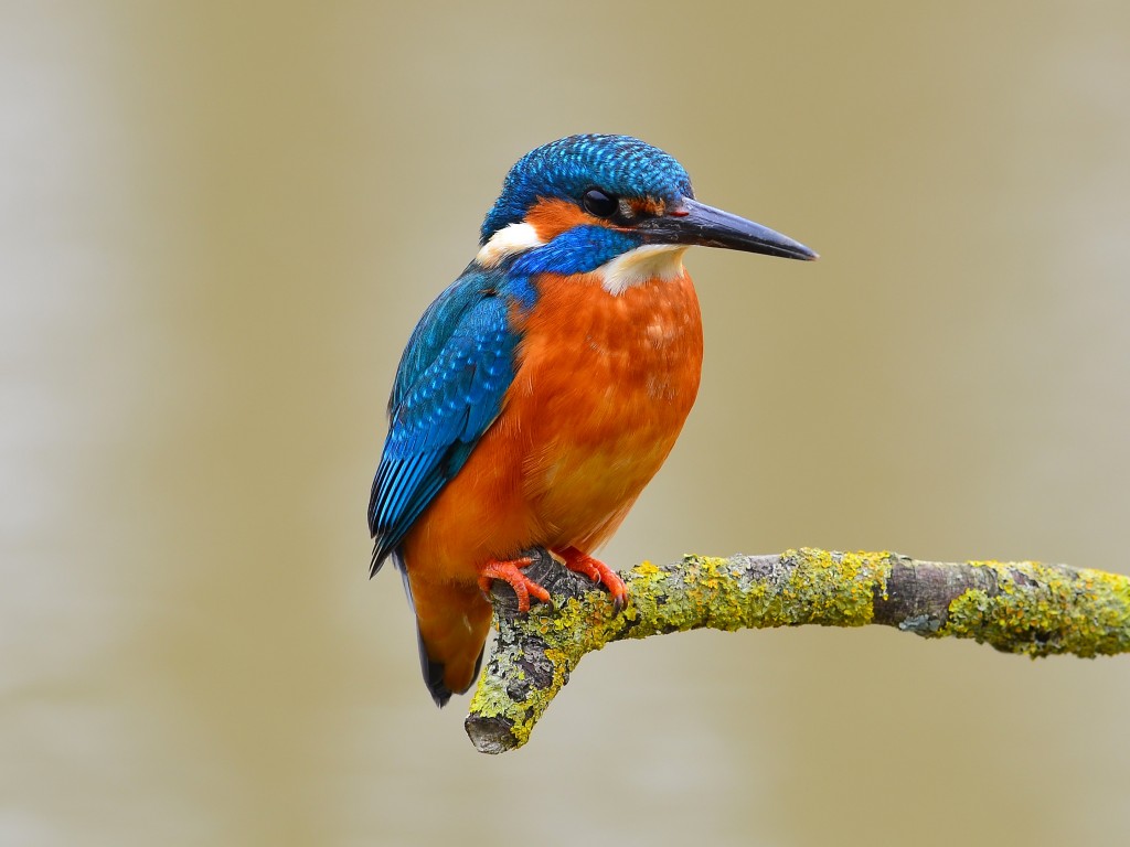 Download Blue Orange Kingfisher Bird Wallpaper in 1024x768 Resolution