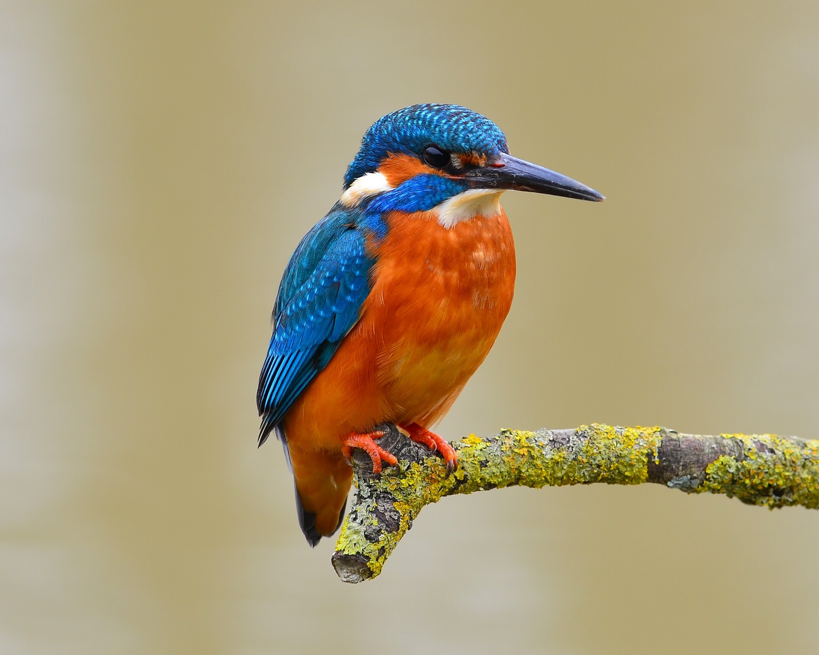 Download Blue Orange Kingfisher Bird Wallpaper in 1600x1280 Resolution