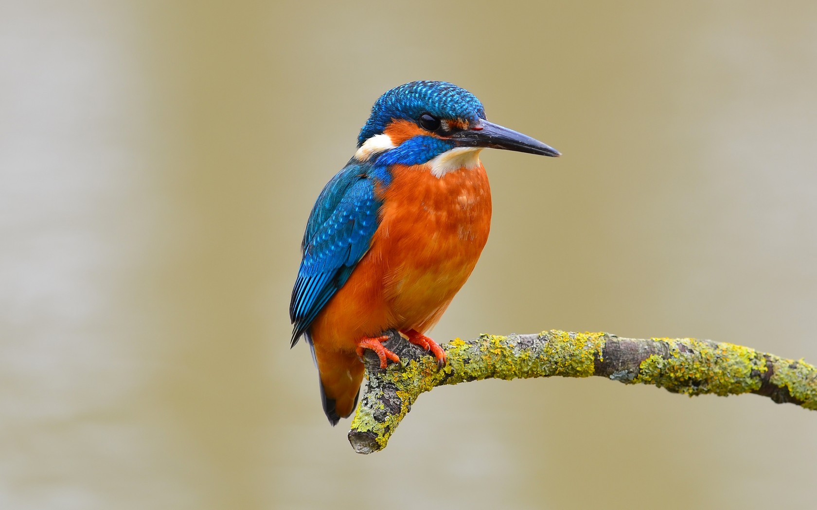 Download Blue Orange Kingfisher Bird Wallpaper in 1680x1050 Resolution