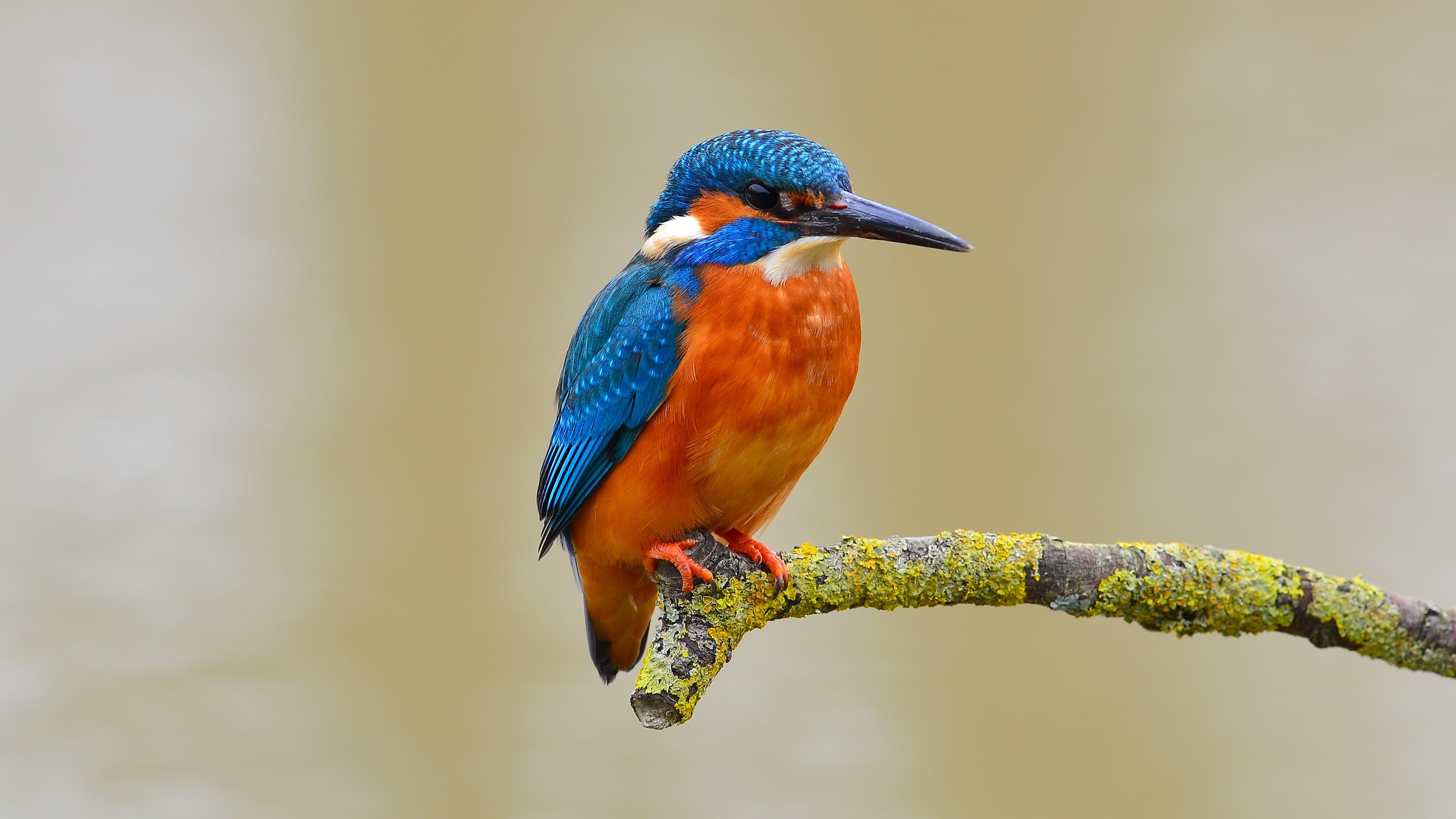 Download Blue Orange Kingfisher Bird Wallpaper in 3840x2160 Resolution
