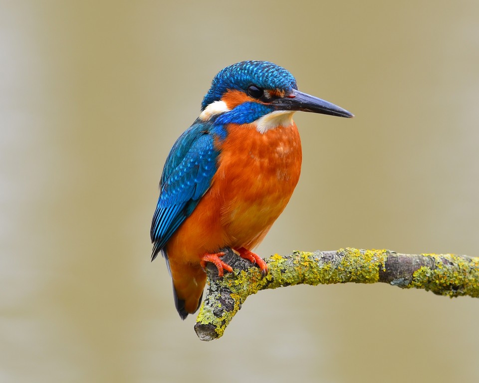 Download Blue Orange Kingfisher Bird Wallpaper in 960x768 Resolution