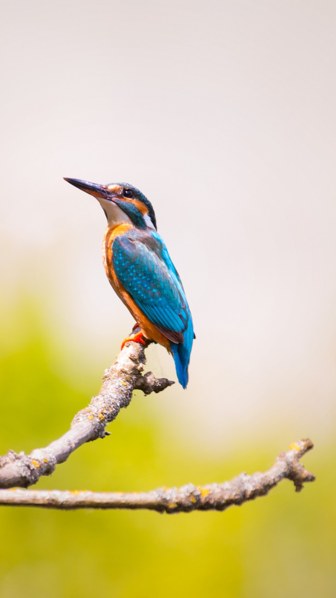 Download Kingfisher Branches Blue Feathers Wallpaper in 1080x1920 Resolution