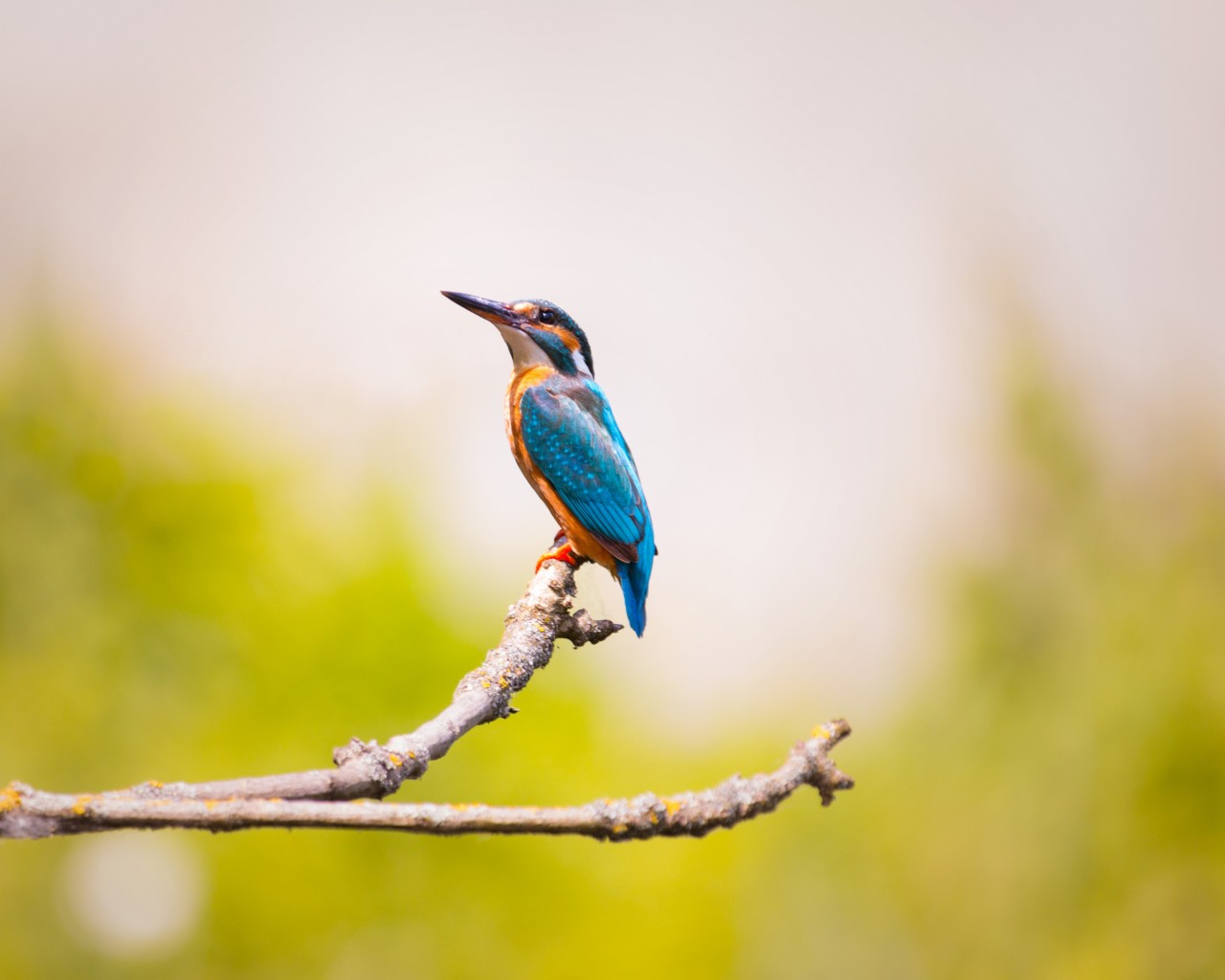 Download Kingfisher Branches Blue Feathers Wallpaper in 1280x1024 Resolution