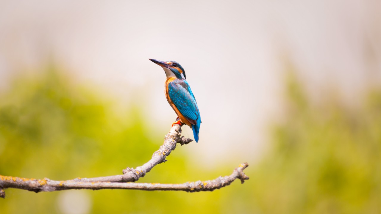 Download Kingfisher Branches Blue Feathers Wallpaper in 1280x720 Resolution